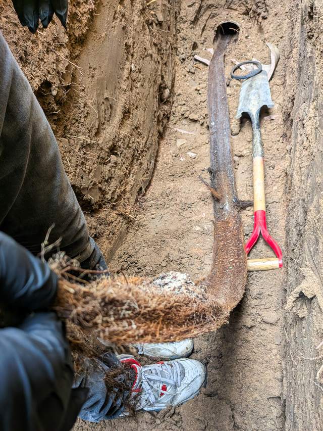 Old sewer line exposed in trench